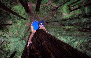chris-sharma-escala-uma-sequoia-gigante